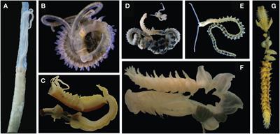 Unraveling the phylogeny of Chaetopteridae (Annelida) through mitochondrial genome analysis